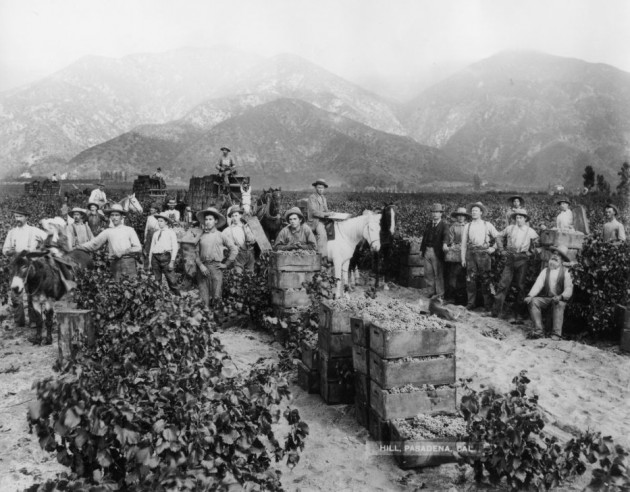 Late 19th Century Vineyards