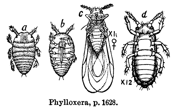 phylloxera