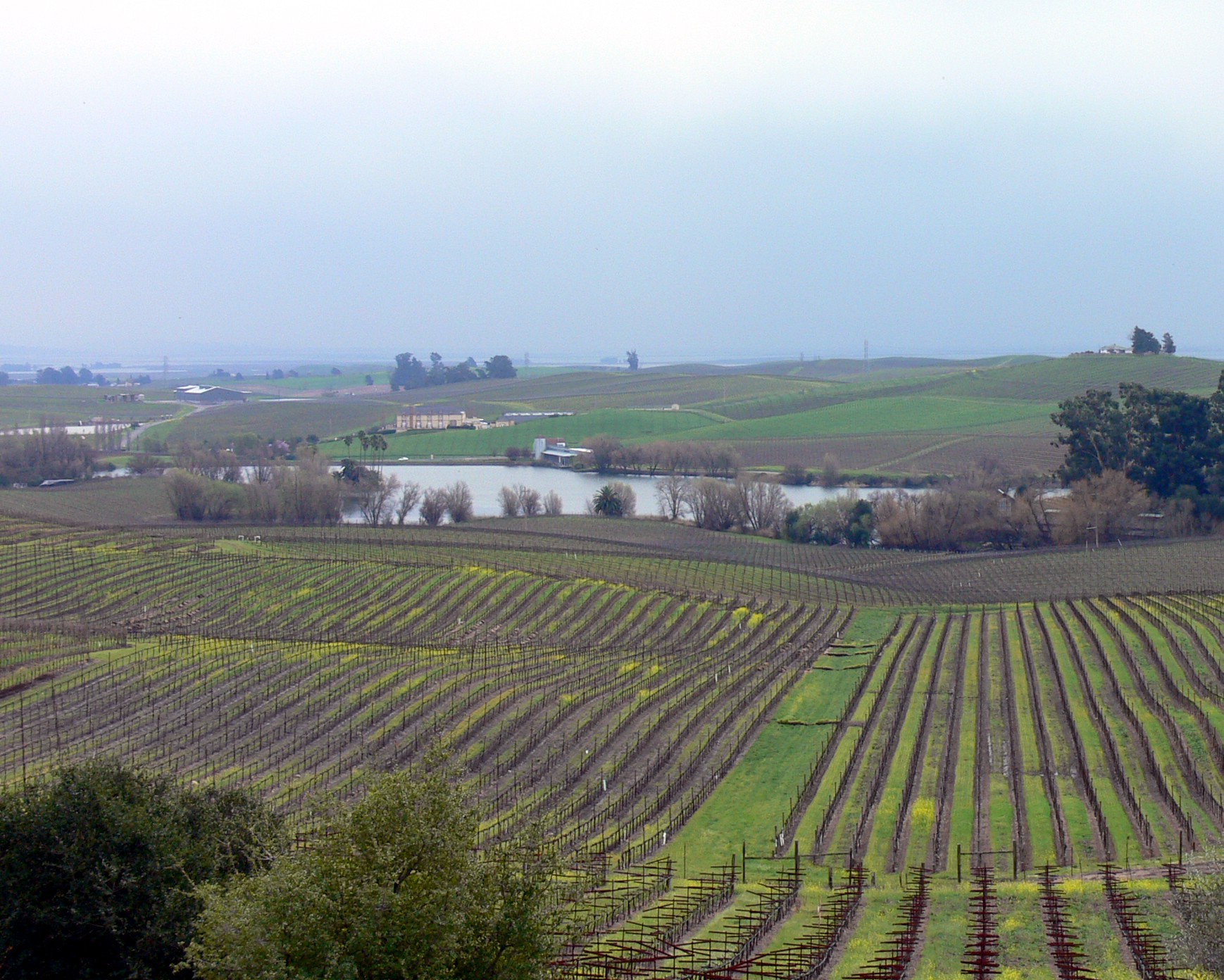 Carneros Region