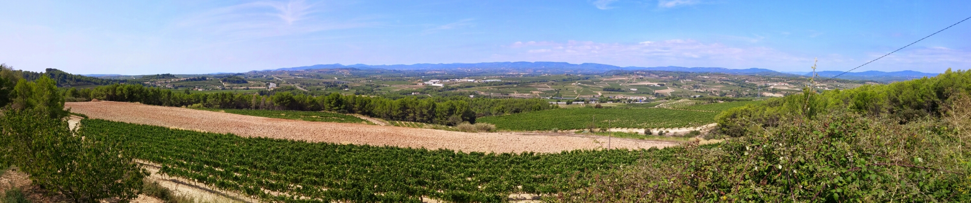 Penedès vineyard views