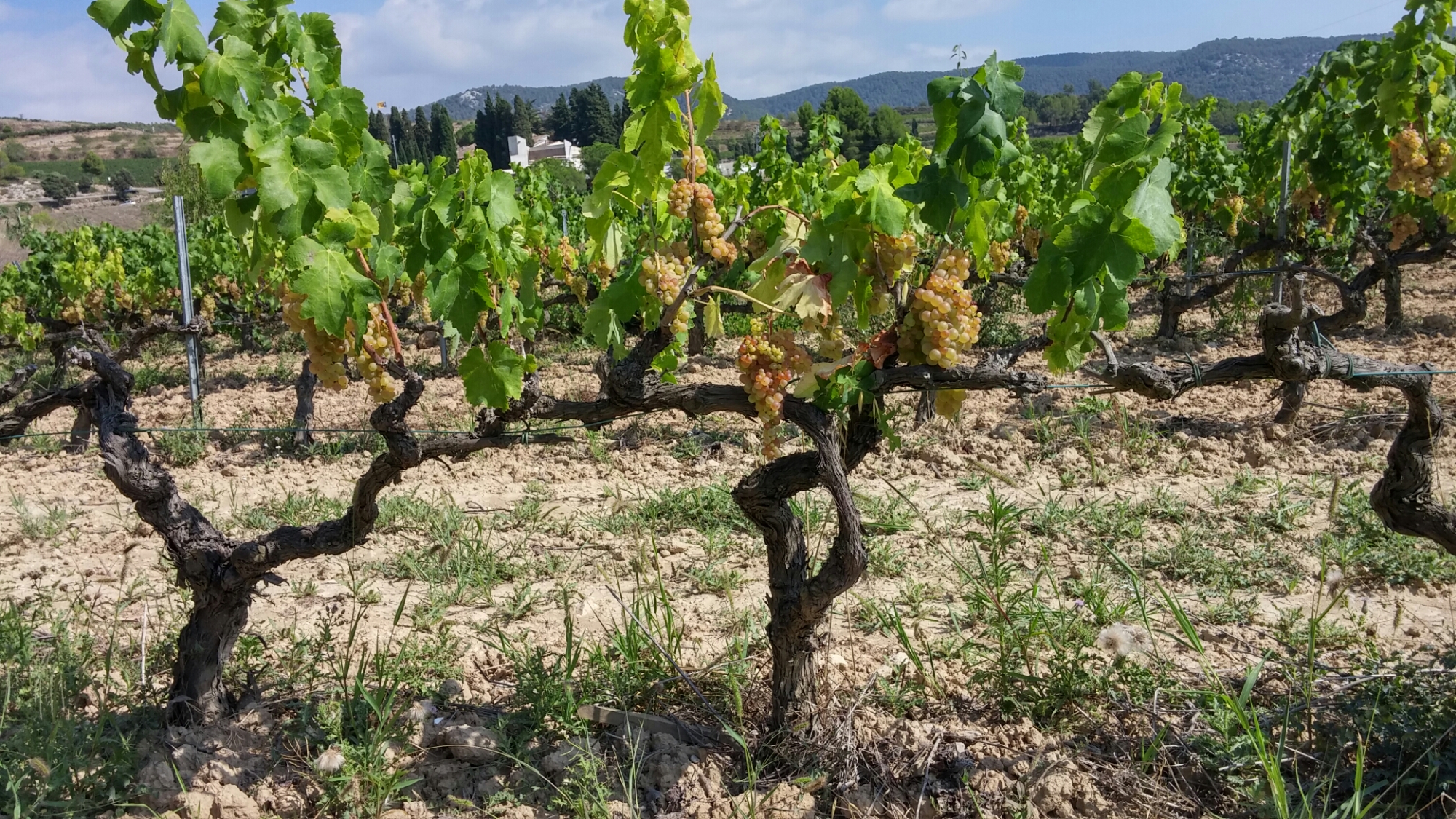 Xarel-Lo vines look similar to chardonnay